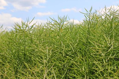 Yazın tarlada olgunlaşan bitkiler kolza tohumunun kış mahsulleri.