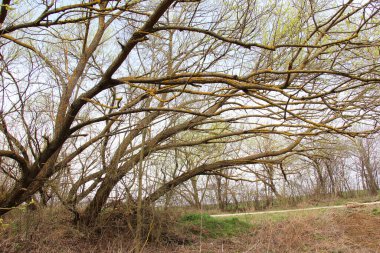 Yaşlı söğüt ağaçları kırsal araziyi süslüyor.