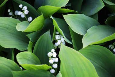 Common lily of the valley (Convallaria majalis) grows in the wild