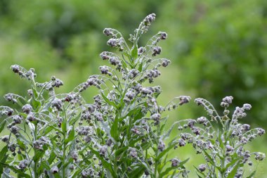 Vahşi doğada, Cynoglossum otlar arasında çiçek açar.