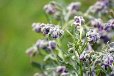 Vahşi doğada, Cynoglossum otlar arasında çiçek açar.