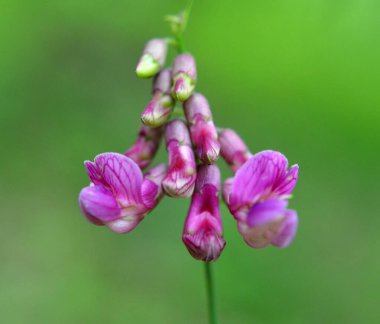 Lathyrus Nijer baharda ormanın vahşi doğasında yetişir.