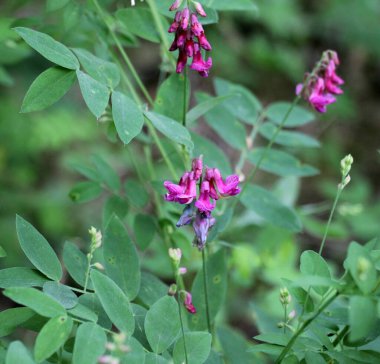 Lathyrus Nijer baharda ormanın vahşi doğasında yetişir.