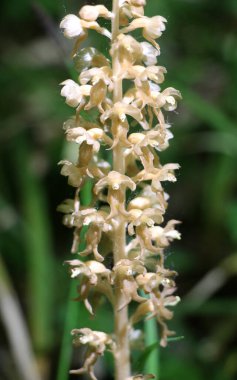 Vahşi doğada, nadir bulunan Kırmızı Kitap orkidesi Neottia nidus-avis ormanda yetişir.