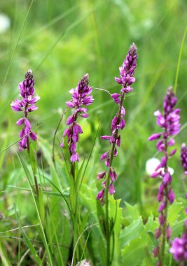 İlkbaharda, Polygala komandoları otların arasında açarlar.