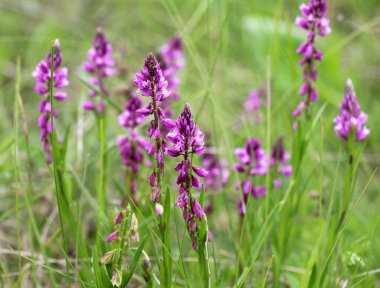 In spring, Polygala comosa blooms in the wild among grasses clipart