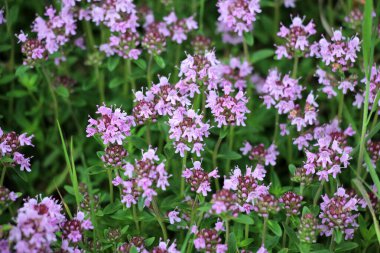 Kekik (Thymus serpilllum) yazın vahşi doğada açar.