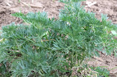 Bitter wormwood (Artemisia absinthium) bush grows in the wild clipart