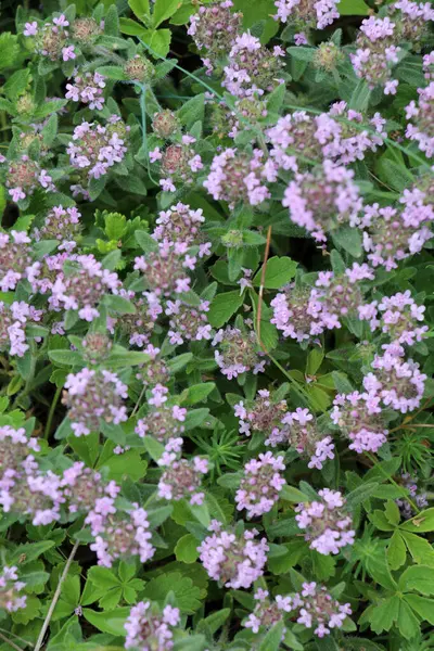 Kekik (Thymus serpilllum) yazın vahşi doğada açar.