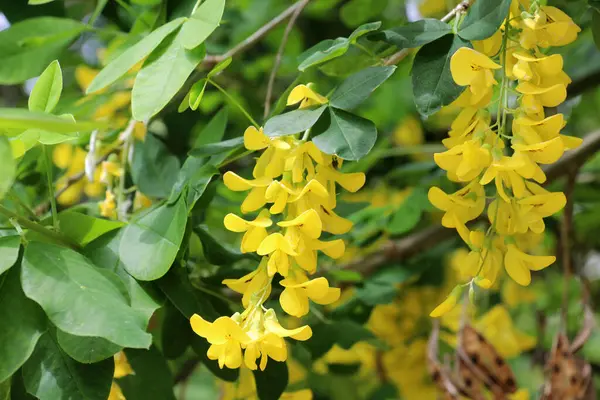 stock image In spring, common golden rain (Laburnum anagyroides) blooms in nature