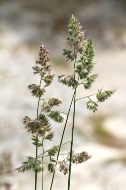 Dactylis glomerata doğada yetişir.