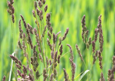 Dactylis glomerata doğada yetişir.