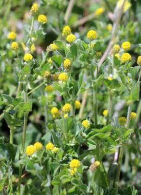 Yabani çayırlarda yonca hop (Medicago lupulina)