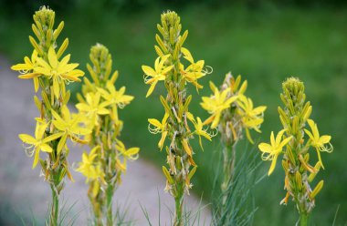 Asphodeline lutea yazın botanik bahçesinde çiçek açar.