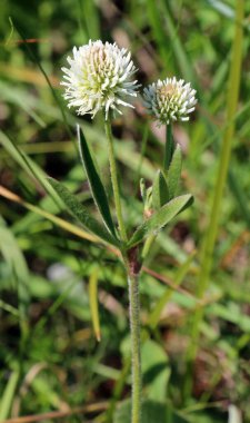Vahşi doğada, dağ yoncası (Trifolium montanum) otların arasında yetişir.