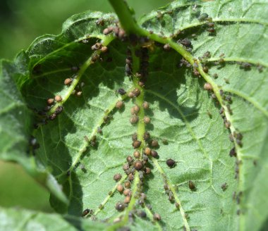 Bitkilerin yaprak ve gövdelerinde bulunan yarı-herpid böcek familyasından yaprak bitleri (Aphididae)