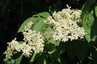 Siyah mürver (Sambucus nigra) baharda doğada çiçek açar