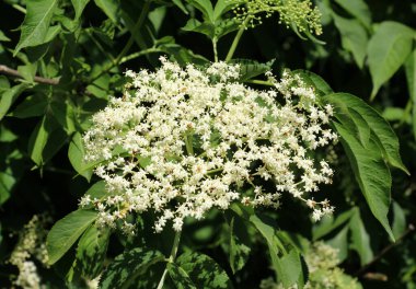 Siyah mürver (Sambucus nigra) baharda doğada çiçek açar