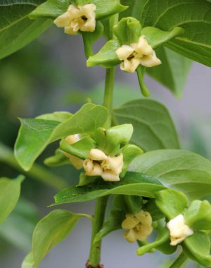 İlkbaharda, meyve bahçesinde hurma çiçekleri açar.