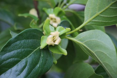 İlkbaharda, meyve bahçesinde hurma çiçekleri açar.
