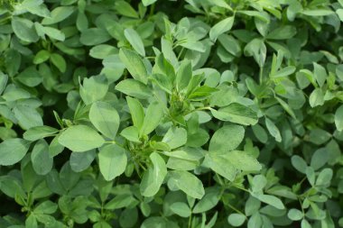 Bahar tarlasında genç yoncalar büyür.