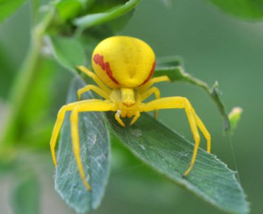 Bitkinin üzerinde bir etobur yengeç örümceği (Misumena vatia) var.