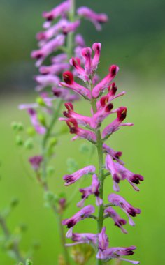 Fumaria officinalis baharda doğada çiçek açar.