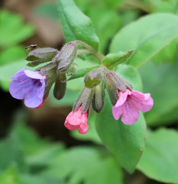 stock image Early spring plant lungwort (Pulmonaria) blooms in the wild forest