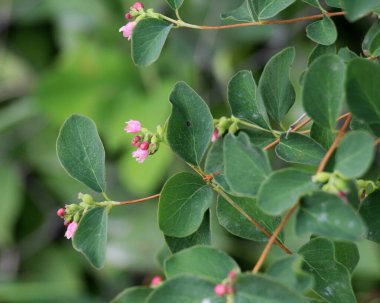 Dekoratif ve bal taşıyan karmersini (Symphoricarpos albus) doğada çiçek açar