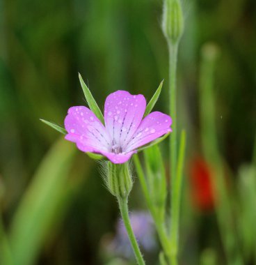 Zehirli ot Agrostemma githago mısır gevreği tarlasında yetişir.