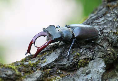 Vahşi doğada, erkek bir geyik böceği (Lucanus cervus)