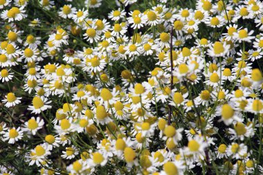 Şifalı papatya (Matrikaria recutita) yabani otların arasındaki çayırda çiçek açar.