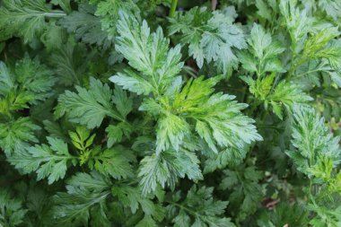 Wormwood (Artemisia vulgaris) doğada büyür.