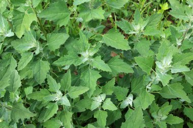 Beyaz kaz ayağı (Chenopodium albümü) vahşi doğada yetişir