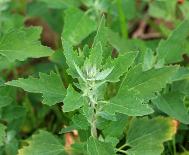 Beyaz kaz ayağı (Chenopodium albümü) vahşi doğada yetişir