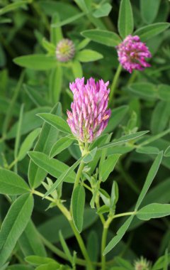 Çayırda, yabani otların arasında yonca tomurcukları vardır (Trifolium orta) 