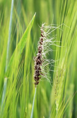 In the field, an ear of barley, which is blooming, is infected with the fungus Ustilago nuda clipart