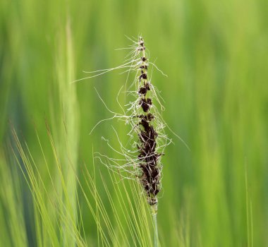Tarlada, çiçek açan bir arpa kulağı Ustilago nuda mantarı tarafından enfekte edilir.