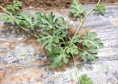 Yabani otlara ve sulamaya karşı korunmak için açık arazide karpuz ve karpuz yetiştirmek.