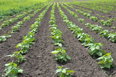 Fasulye tarlada açık alanda yetişir.