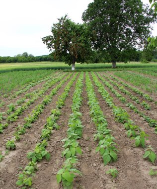 Fasulye tarlada açık alanda yetişir.