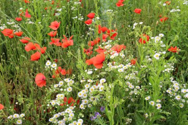Yazın ortasında, tarlada çeşitli yabani çiçekler yetişir..