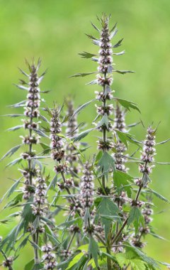Otların arasındaki çayırlarda büyüyen ve açan köpek ısırgan otları beş ağızlıdır (Leonurus quinquelobatus)