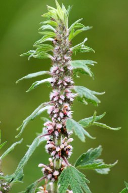 Otların arasındaki çayırlarda büyüyen ve açan köpek ısırgan otları beş ağızlıdır (Leonurus quinquelobatus)