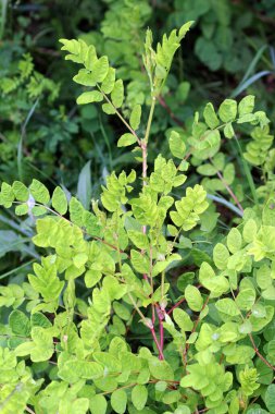 Astragalus (Astragalus glisiphyllos) vahşi doğada yetişir.