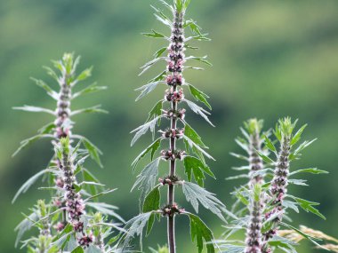 Otların arasındaki çayırlarda büyüyen ve açan köpek ısırgan otları beş ağızlıdır (Leonurus quinquelobatus)