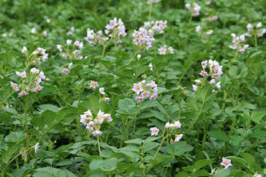 Çiftçi tarlasında, patates çiçekleri boldur.