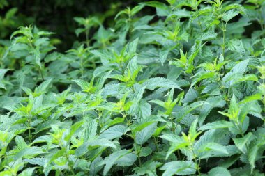 Dioecious Isırgan (Urtica dioica) doğal çalılıklarda yetişir