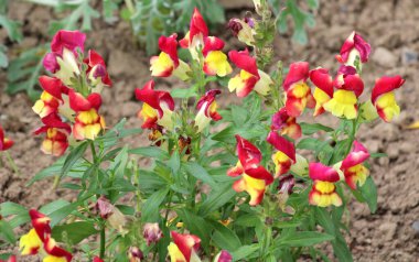 Antirrhinum bahçedeki bir çiçek tarlasında çiçek açar.