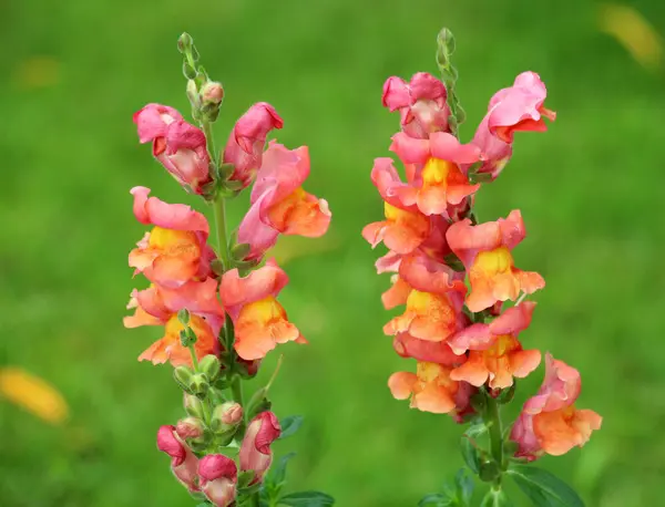 stock image Antirrhinum blooms on a flower bed in the garden